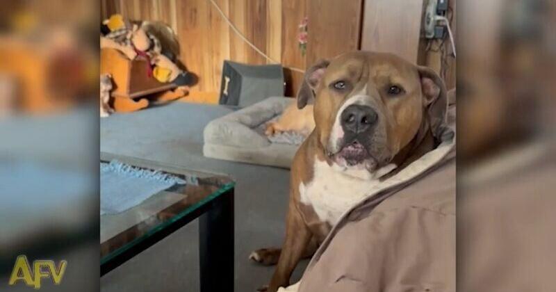 Wisconsin dog headed for TV fame