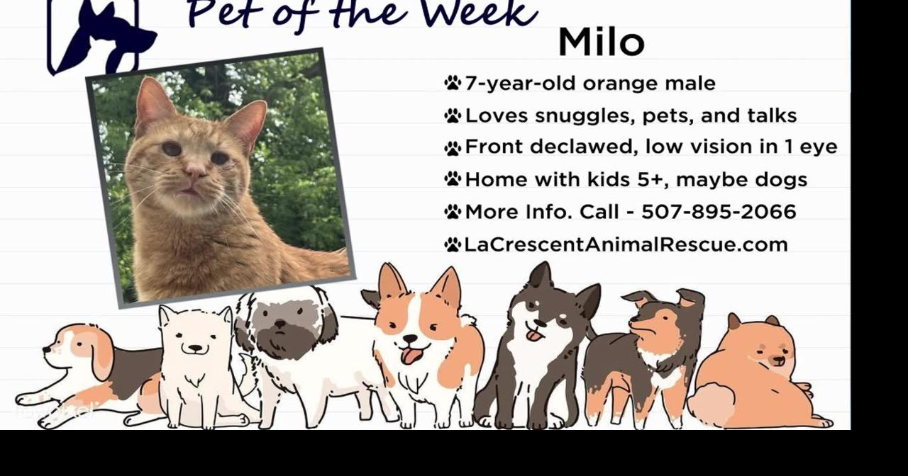 Meet this weeks pet of the week Milo! | Video | wxow.com