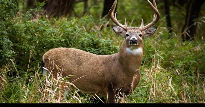 DNR provides update on Chronic Wasting Disease cases in Wisconsin