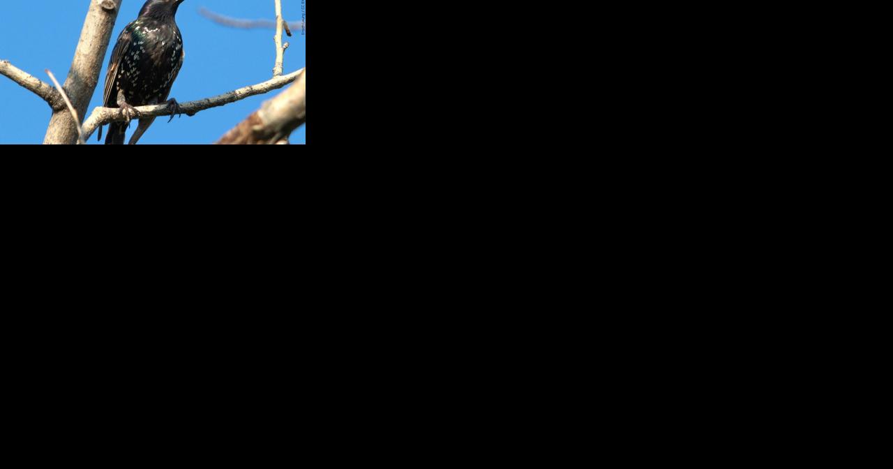 Songbirds on the decline in Wisconsin, experts share tips to 'Save Our Songbirds' - Vimarsana News