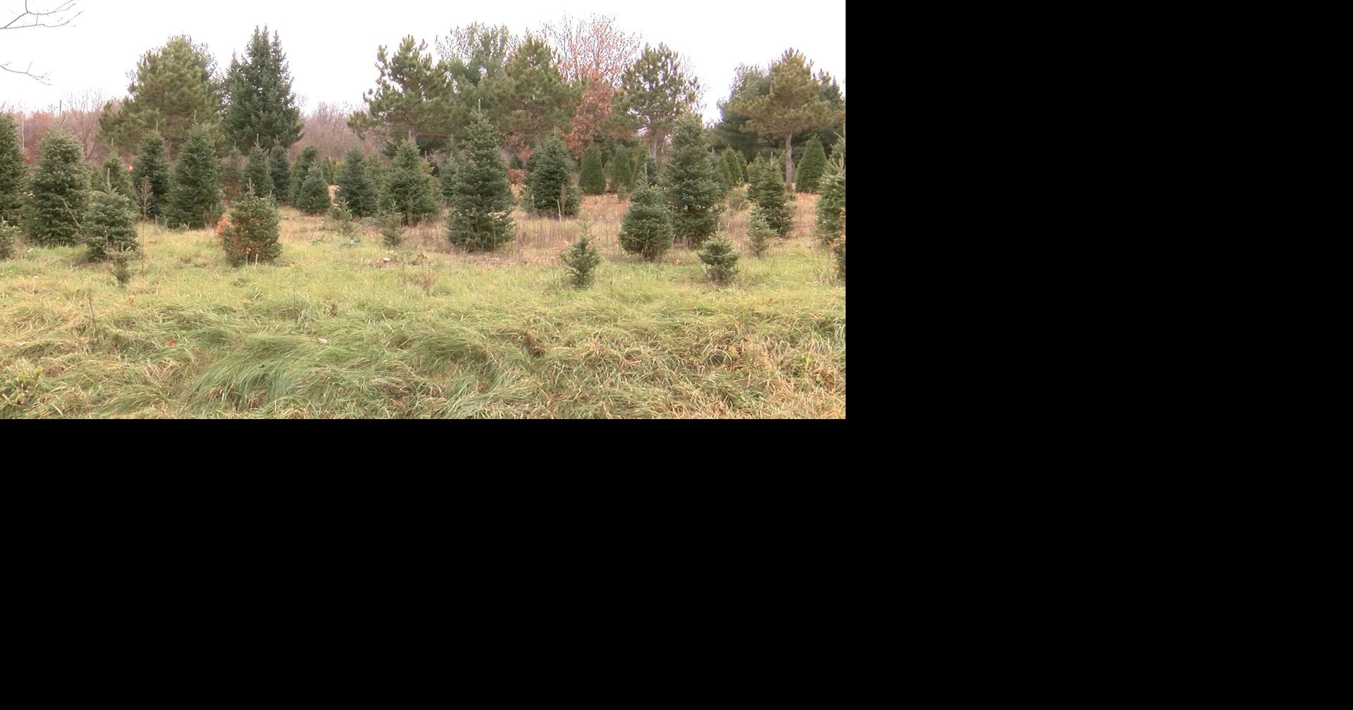 Christmas Trees Farms Ready for the Holiday Season News