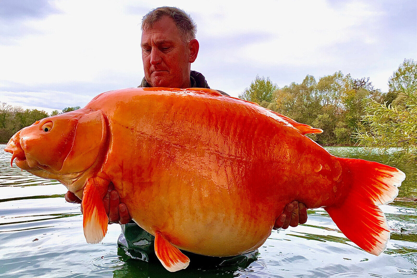 Fisherman catches 67-pound goldfish | Outdoors | wxow.com