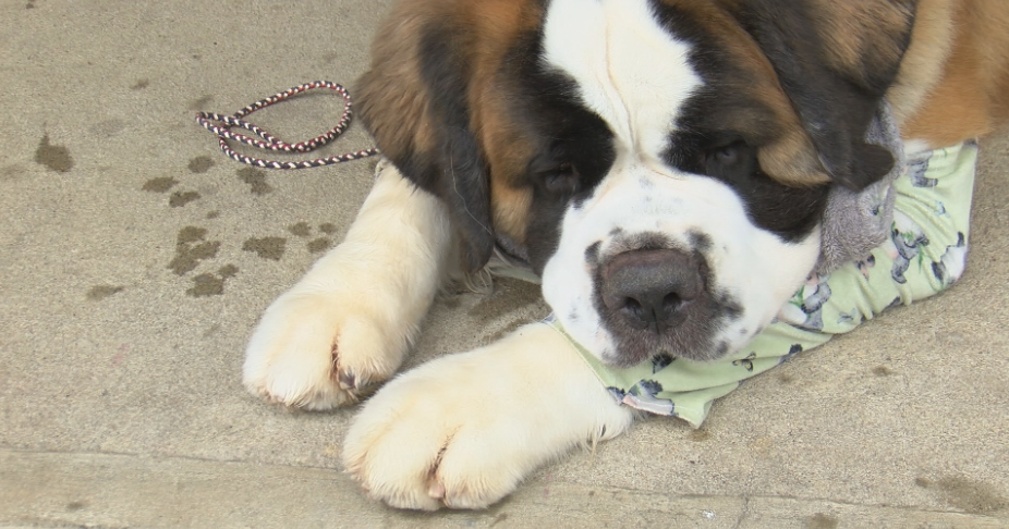 Nation's best St. Bernard ready for Westminster | News Nation's best St. Bernard ready for Westminster | News