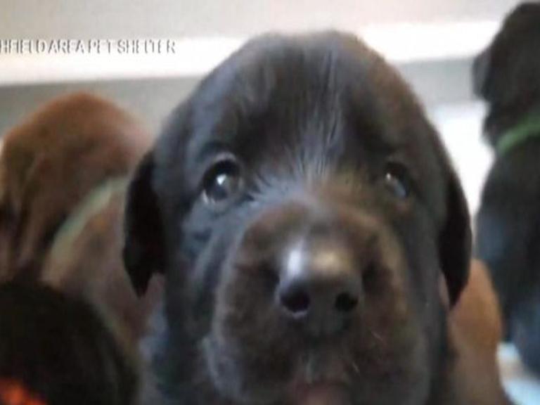 Marshfield Man Accused Of Dumping Puppies Can Keep His Dogs Crime And Courts Wxow Com