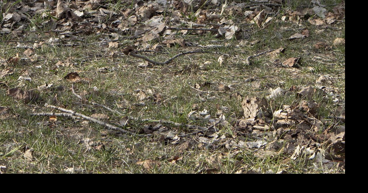 City of La Crosse Brush and Yard Waste site to return to regular hours