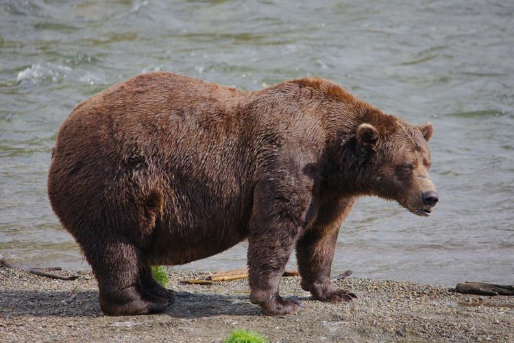 In a thrilling rematch, the winner of Fat Bear Week 2024 is … News