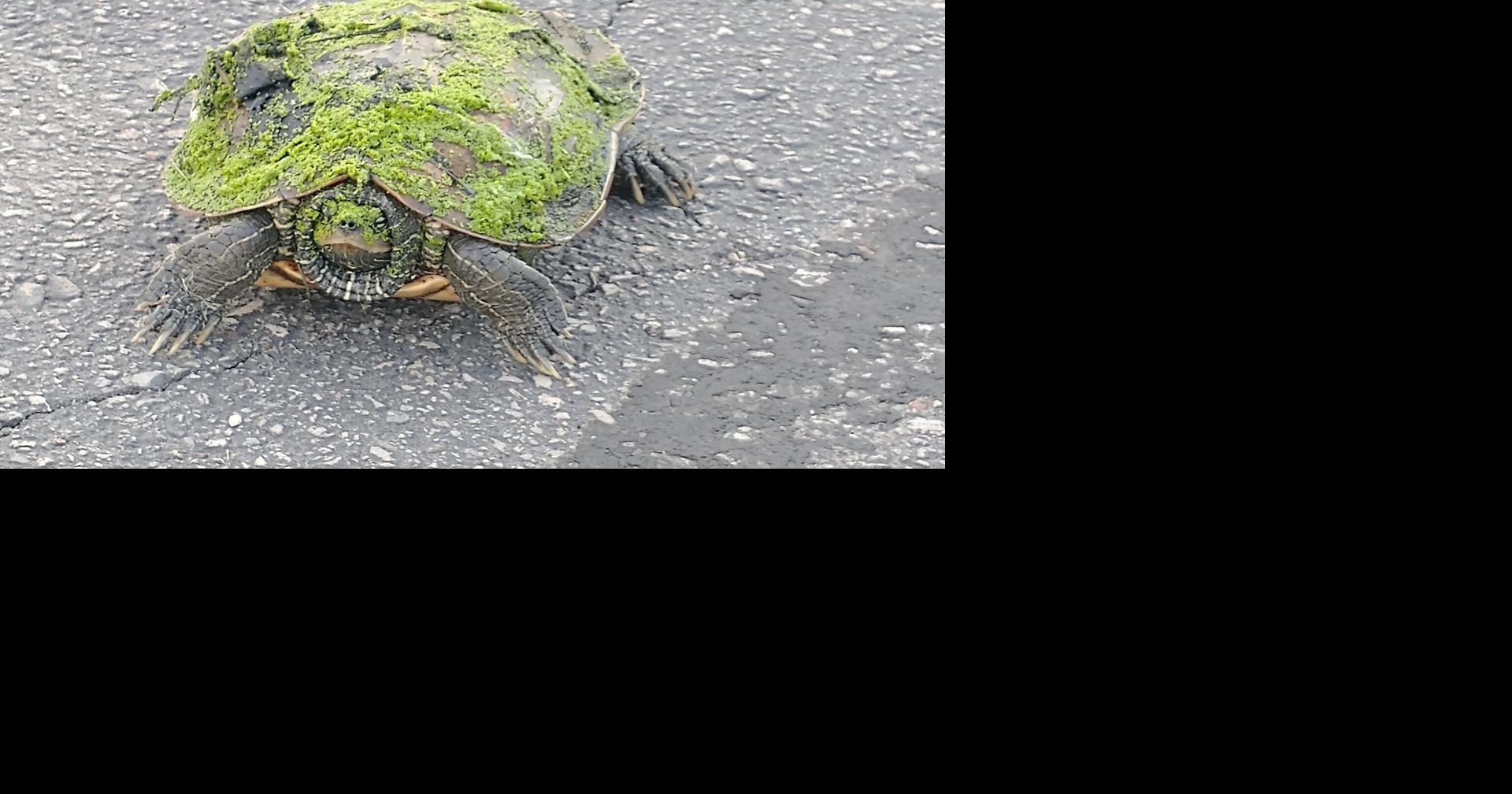 Turtles on the move in La Crosse despite overall decline in the past 50 years