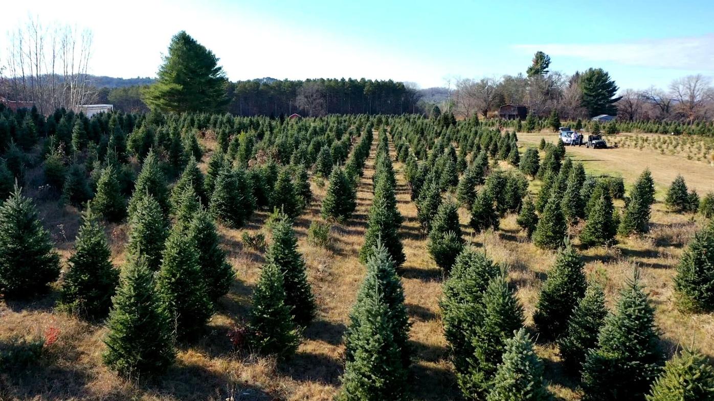 2022 Mn Christmas Tree Harvesting The Christmas Farm Is Ready For Harvest | News | Wxow.com