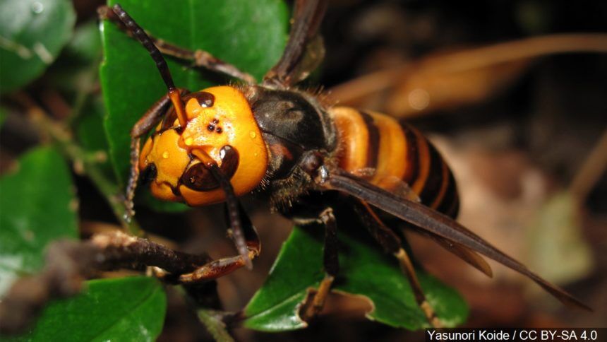 Invasive ‘Murder Hornet’ Spotted In United States | News | Wxow.com