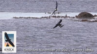 eagle catches a duck.jpg