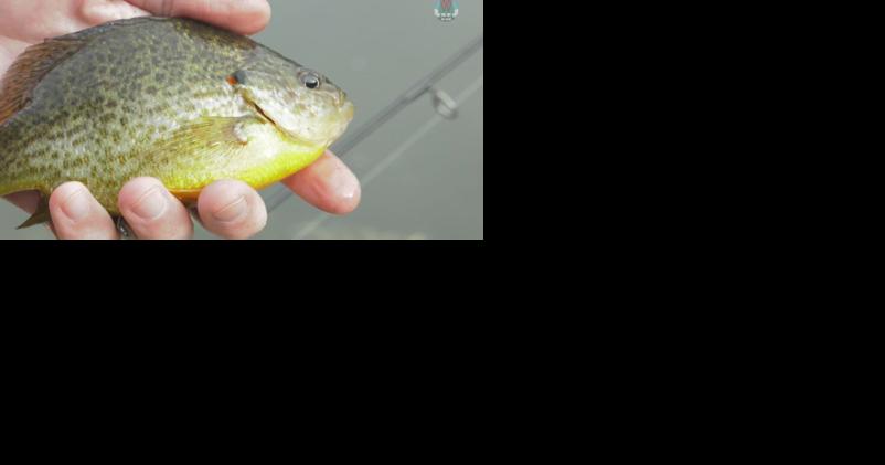Wisconsinites may be able to purchase a lifetime fishing license - Vimarsana News