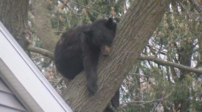 Bear in Madison Tree