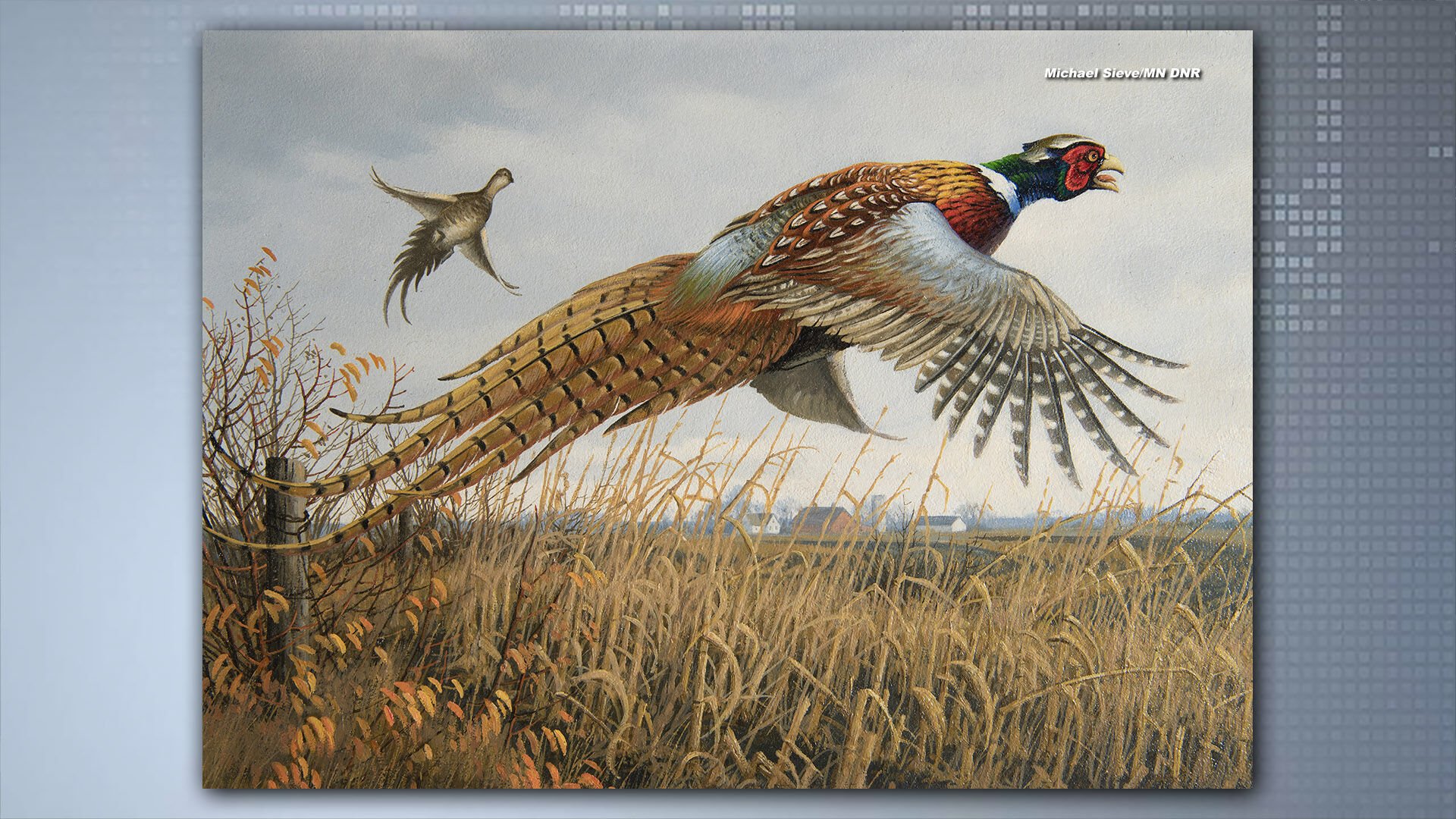 SE Minnesota artists win MN DNR pheasant and turkey stamp contests