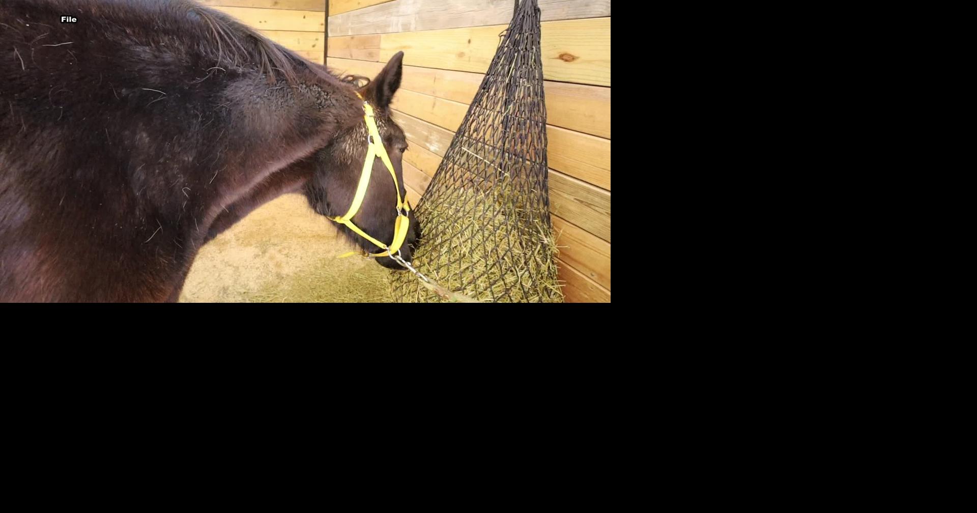 HorseSense launches $10,000 holiday donation match to support 2026 programming