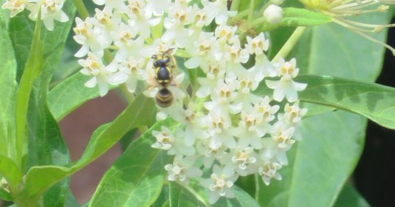 How to help pollinators during the summer season - Vimarsana News