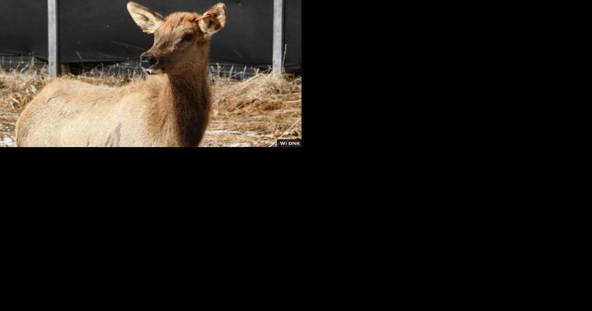 DNR looking for suspects in the shooting of two elk in Jackson County - Vimarsana News