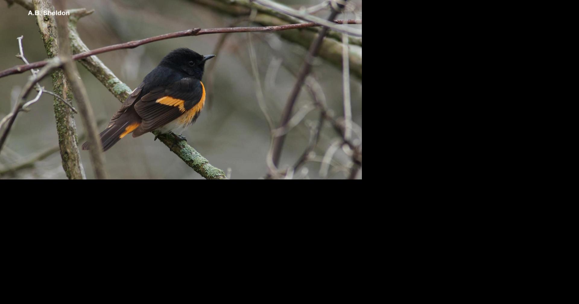 McIntosh Library gearing up for Festival of Birds Friday | Wake Up ...