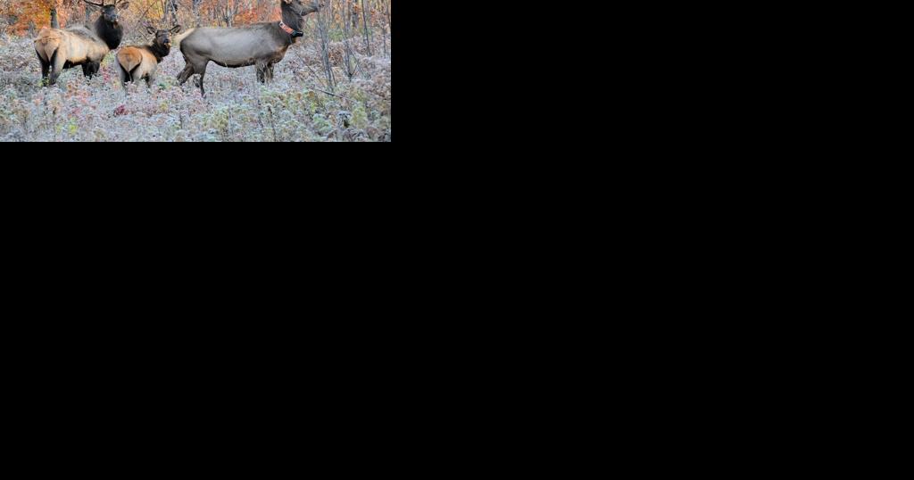 Wisconsin DNR is looking for public input on elk management plan - Vimarsana News