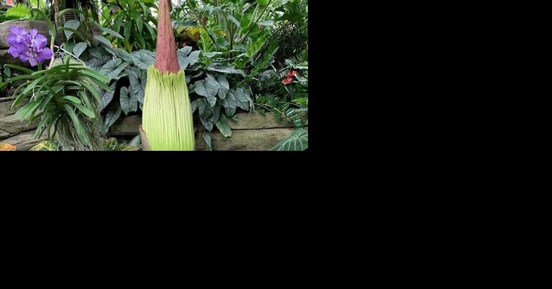People flock to Milwaukee to see rare corpse flower - Vimarsana News