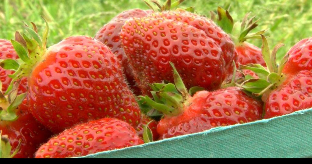 May is strawberry season, and the time is ripe for enjoying fresh