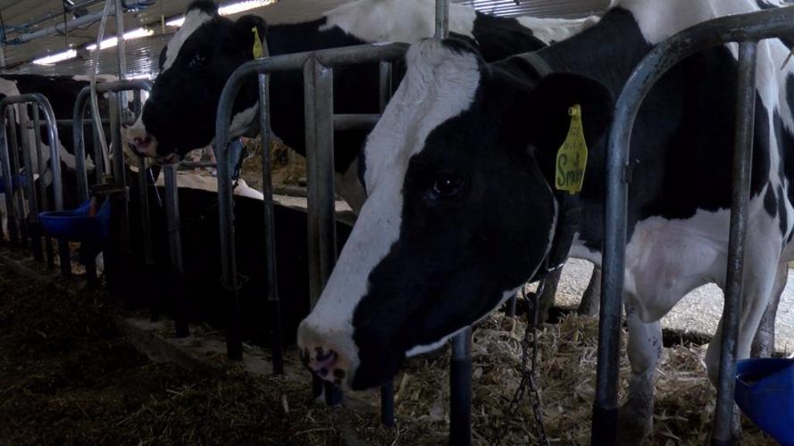 family farm hosts Vernon County Dairy Breakfast News