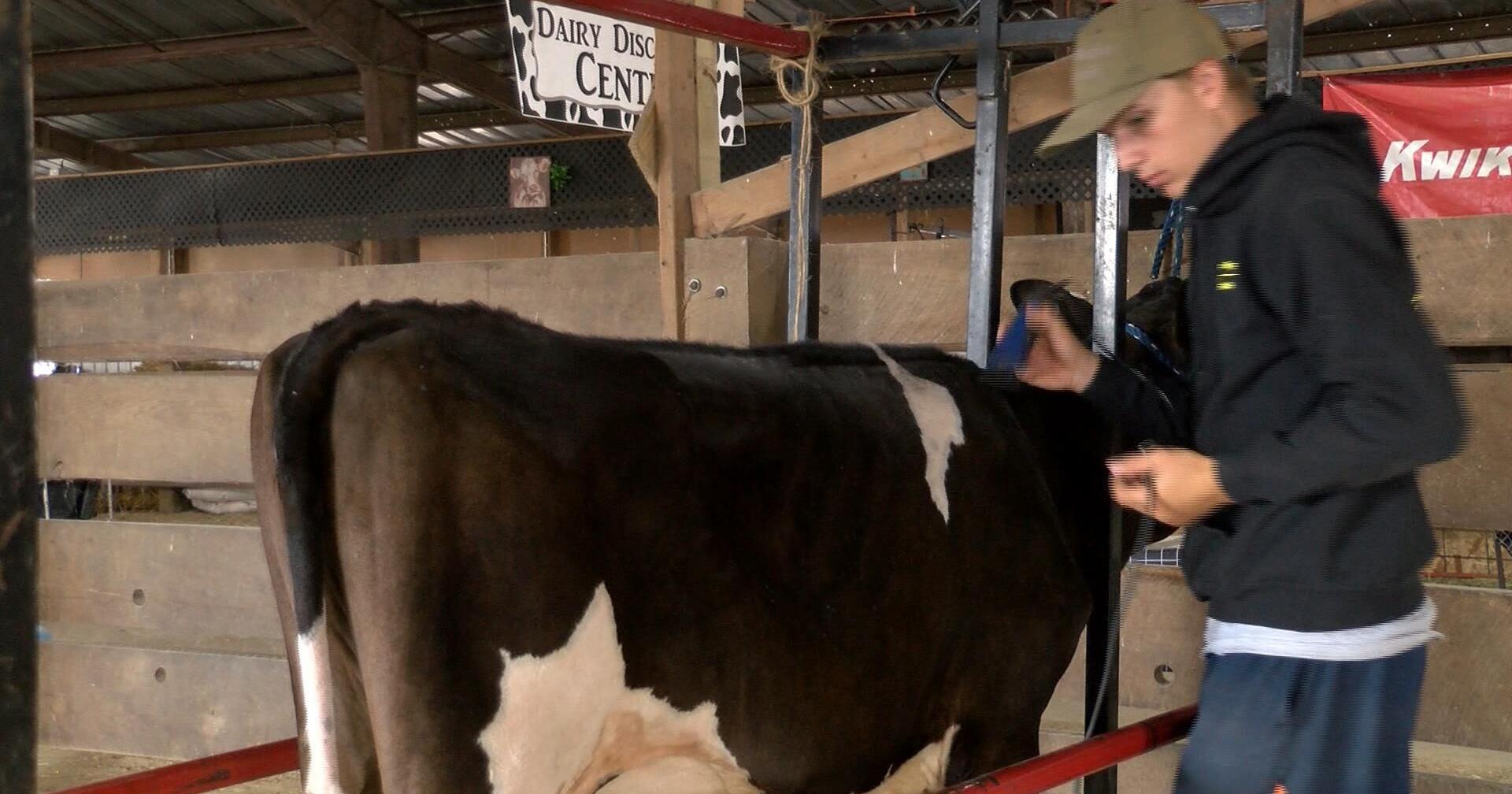 Show cows prep for 3rd day at the 131st La Crosse Interstate Fair - Vimarsana News