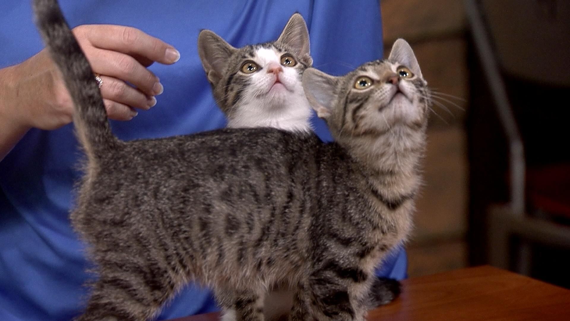 Pet of the Week: Princess and Joanne!