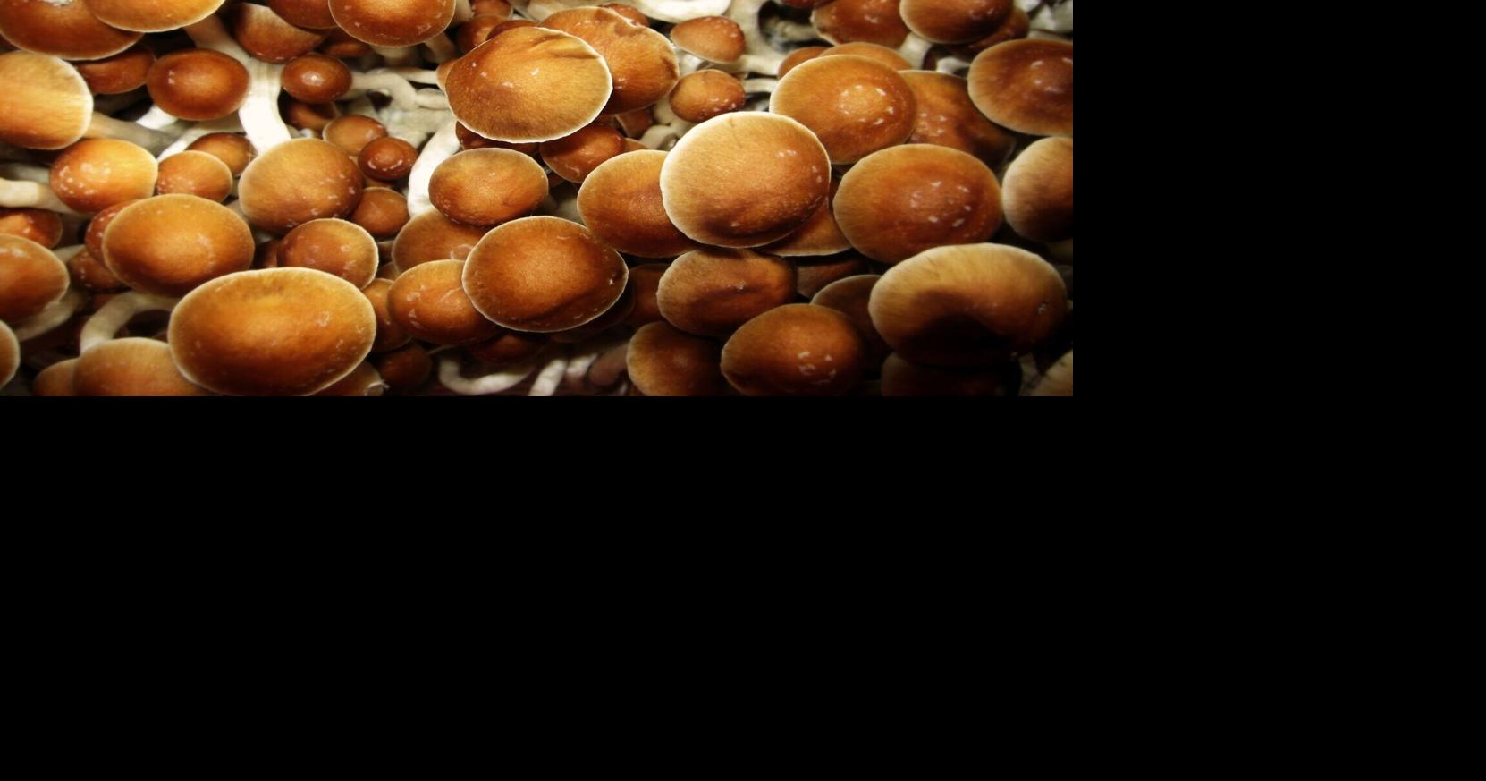 Wisconsin researchers excited about psychedelic drug order but worry about high costs, therapist shortage