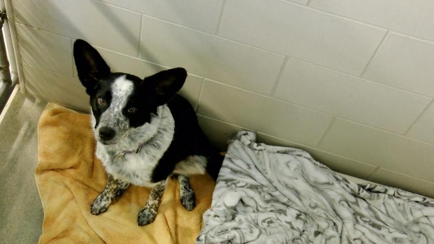 Coulee Region Humane Society hosting AdoptaThon News