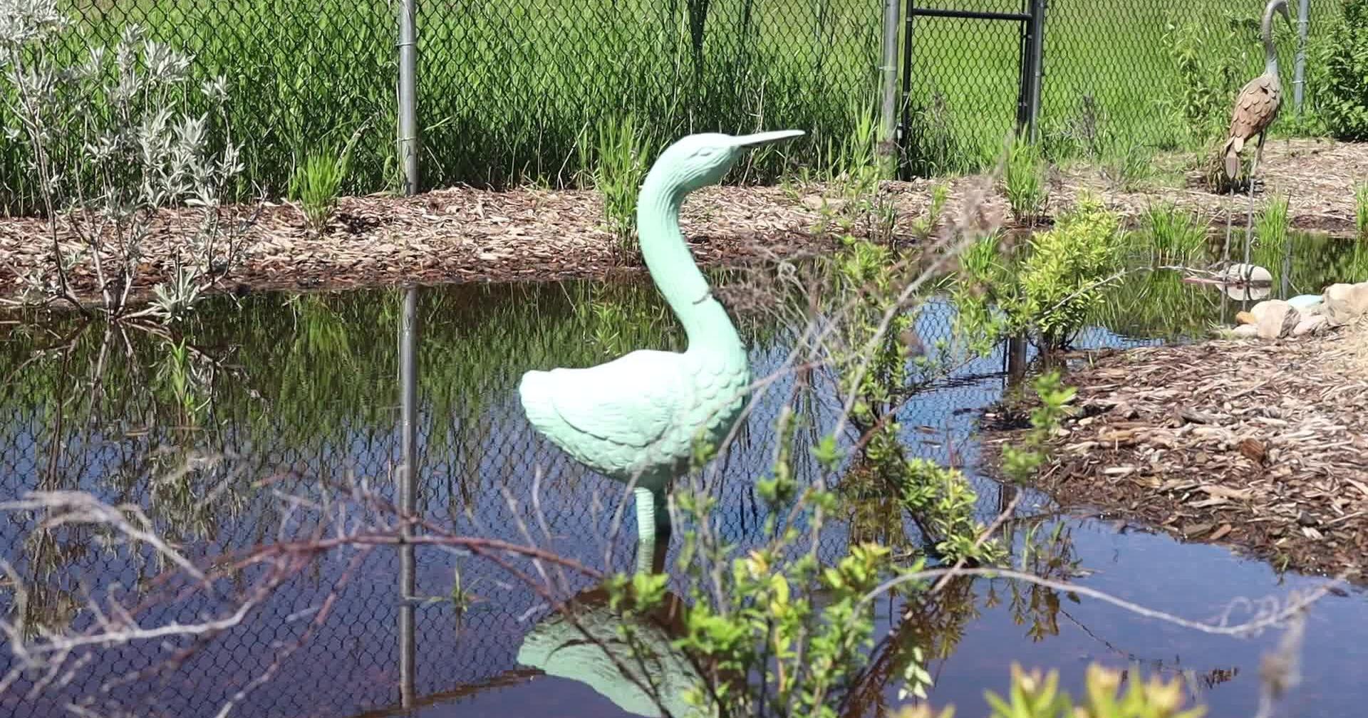 New Marshland Experience at Clearwater Farm - Vimarsana News