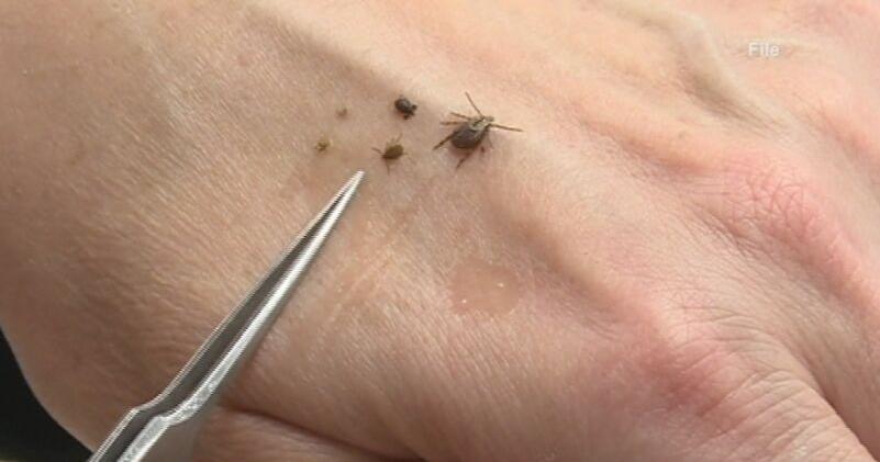 Research shows that ticks can carry CWD - Vimarsana News