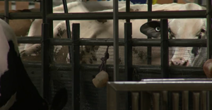 World Dairy Expo Gathers Thousands in Wisconsin to Explore Sector Innovation and Growth