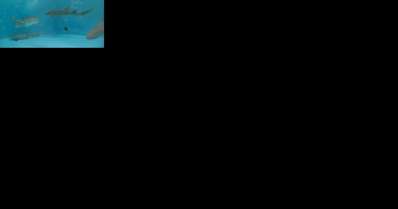 UW-Madison researchers say sharks hold potential for future COVID-19 treatment - Vimarsana News