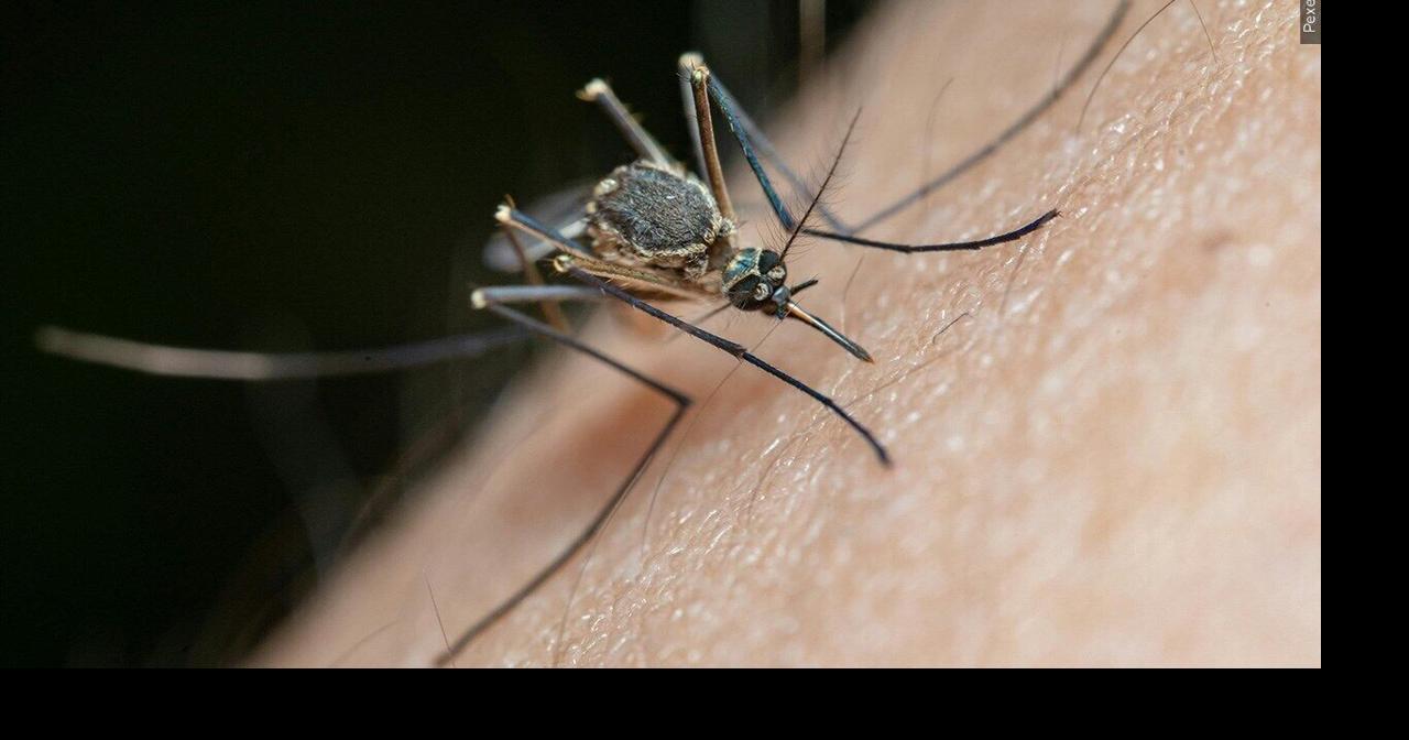 Mosquitoes test positive for West Nile Virus in Rock County Health