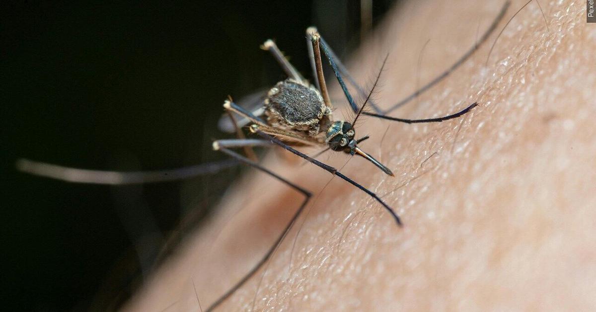Mosquitoes test positive for West Nile Virus in Rock County Health Mosquitoes test positive for West Nile Virus in Rock County Health