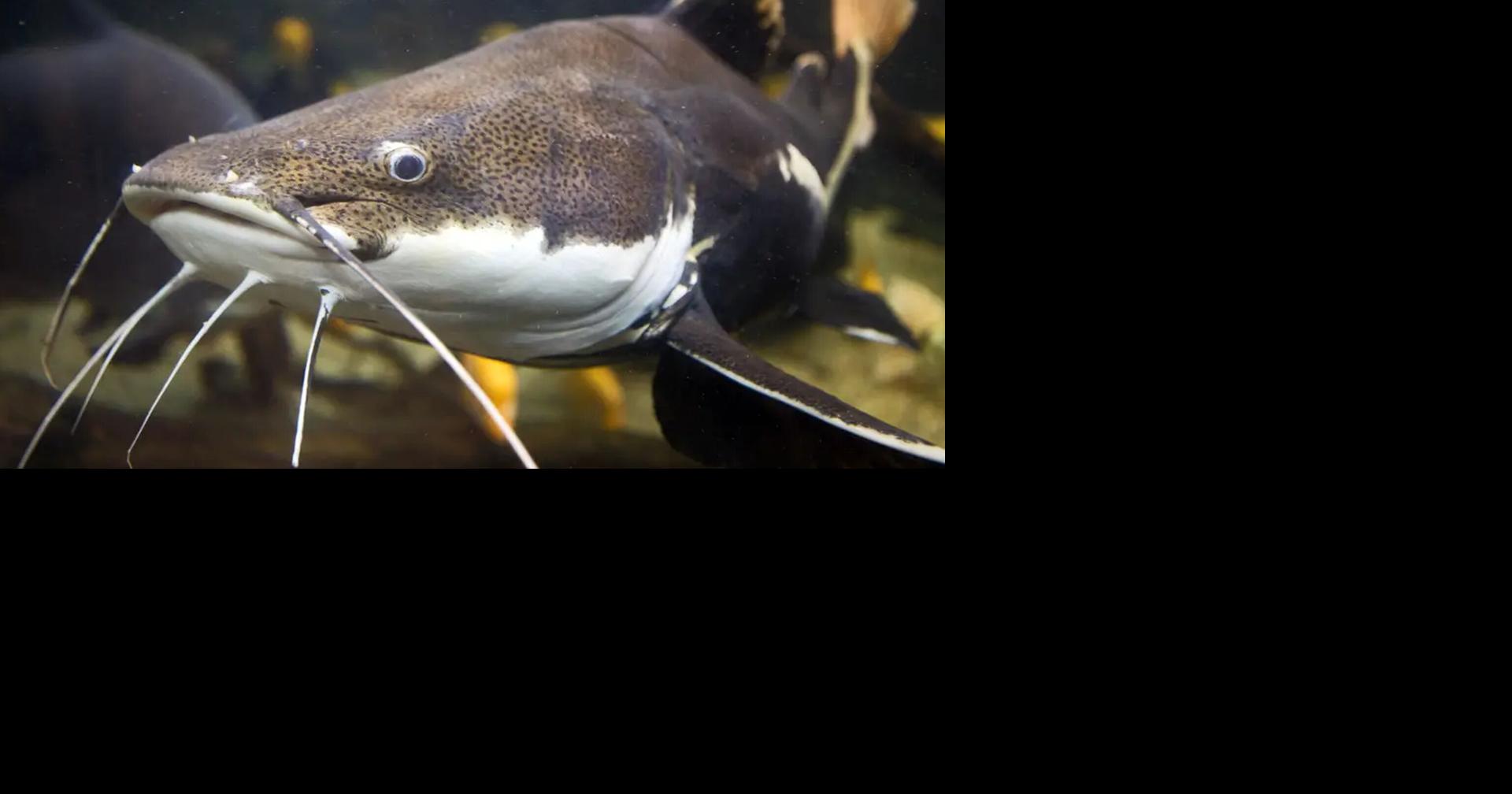 New technology to help track catfish populations | Outdoors | wxow.com