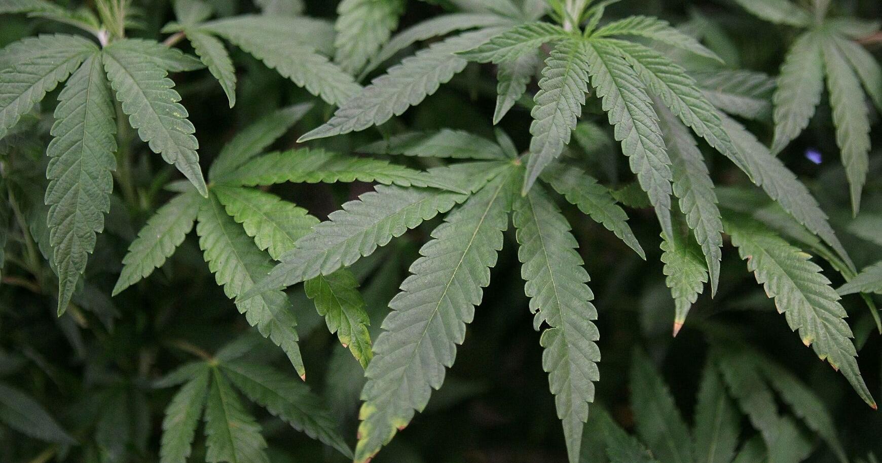 DOJ plans to reschedule marijuana as a lower-risk drug - Vimarsana News