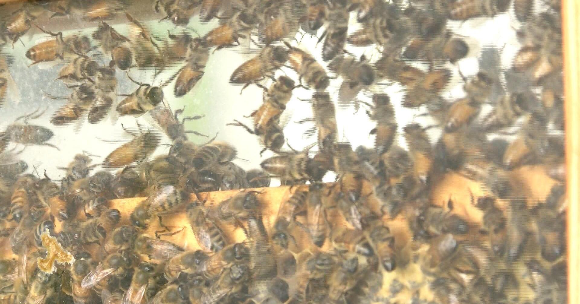 Bees are all the buzz at Interstate Fair - Vimarsana News