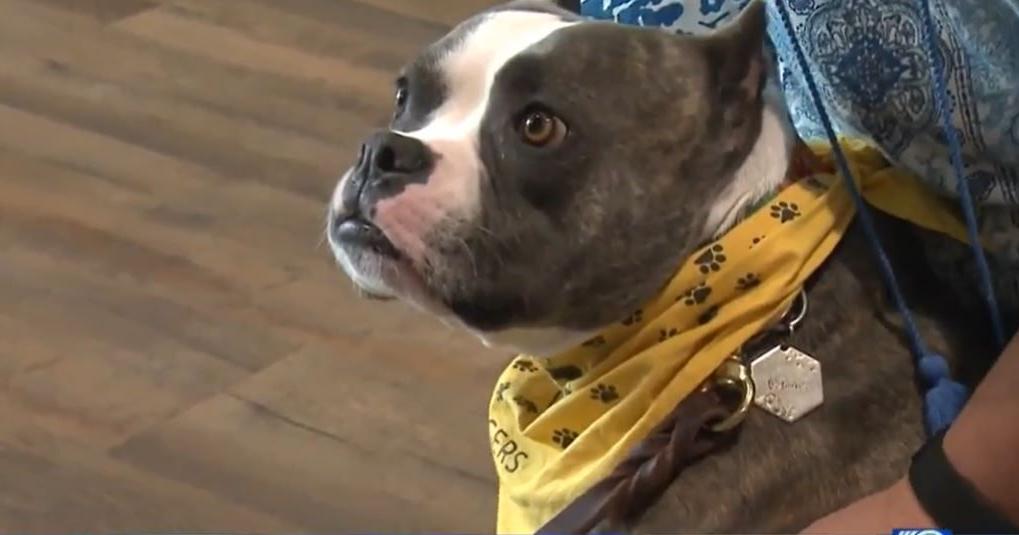From Texas streets to Wisconsin hospitals: Therapy dog Petunia melts hearts - Vimarsana News