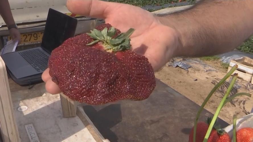 Giant Strawberry Sets Guinness World Record Sport Wxow Com Giant Strawberry Sets Guinness World Record Sport Wxow Com