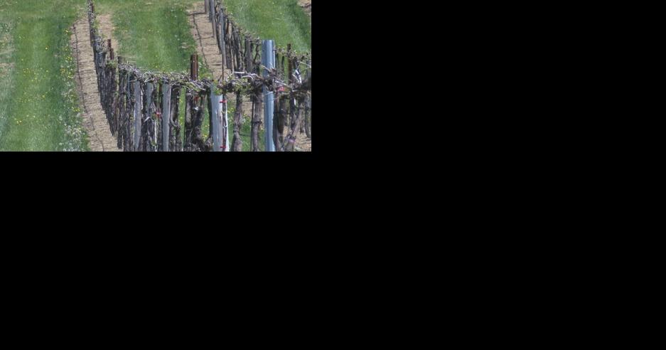 Wollersheim Winery loses almost entire red grape crop due to wildly fluctuating temperatures - Vimarsana News