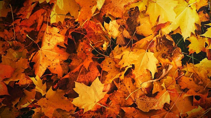 Leaf collection begins Oct. 26 in La Crosse — here's what you need to ...