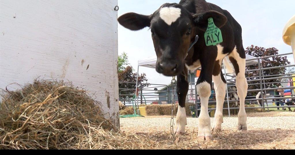 family farm hosts Vernon County Dairy Breakfast News