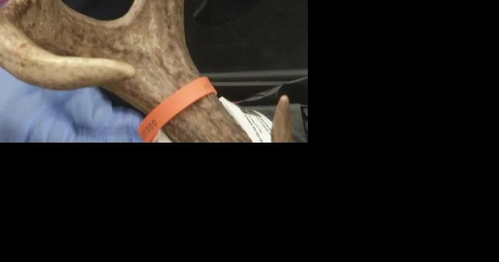 Here's where to test your deer for CWD - Vimarsana News