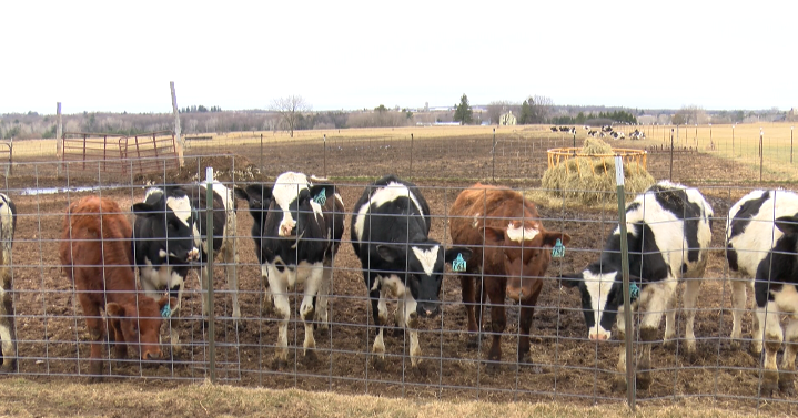 Cows infected with bird flu for the first time ever - Vimarsana News