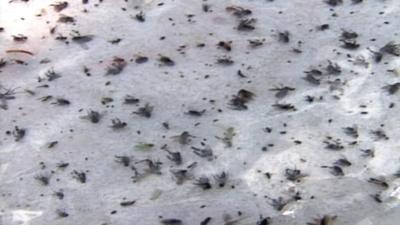 Gnat population thrives in heat and humidity | News | wxow.com
