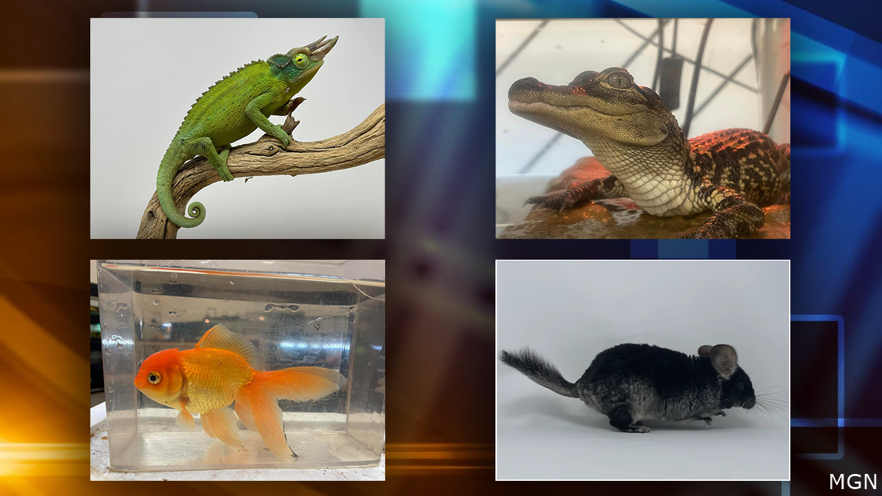 J&R Aquatic Animal Rescue to host free Exotic Pet Surrender event at ...