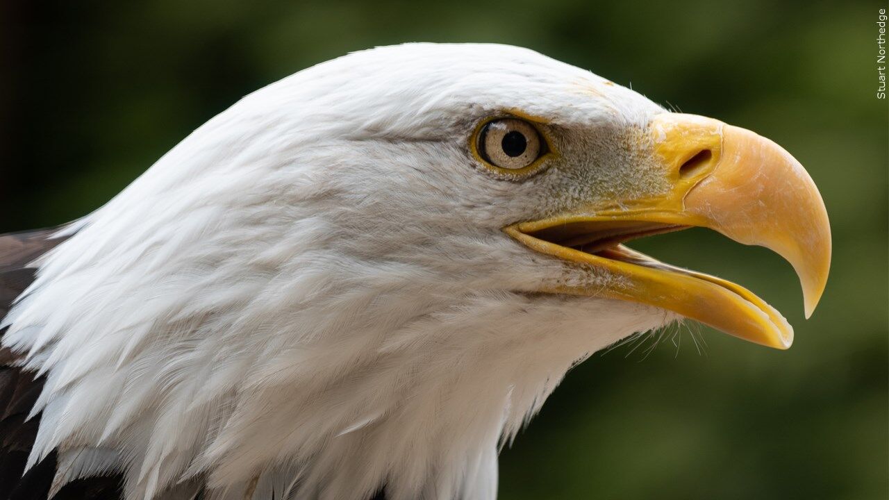 5,895 Denver Eagles Stock Photos, High-Res Pictures, and Images - Getty  Images