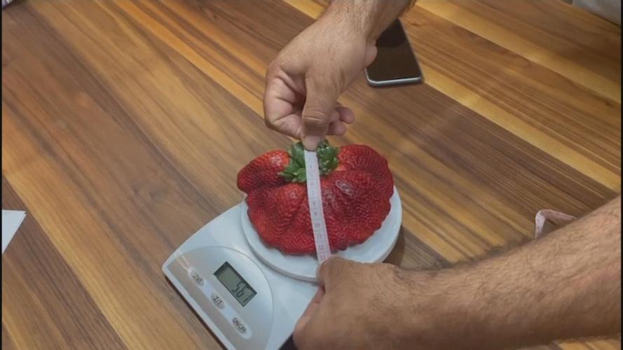Giant Strawberry Sets Guinness World Record Sport Wxow Com Giant Strawberry Sets Guinness World Record Sport Wxow Com