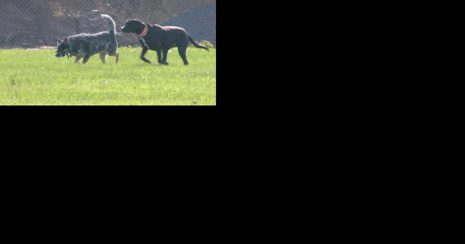 10-year-old opens first dog park in Glenwood City - Vimarsana News